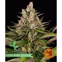 Sour Strawberry Sour Strawberry