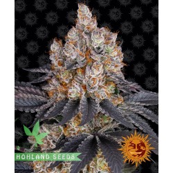 Gelato 