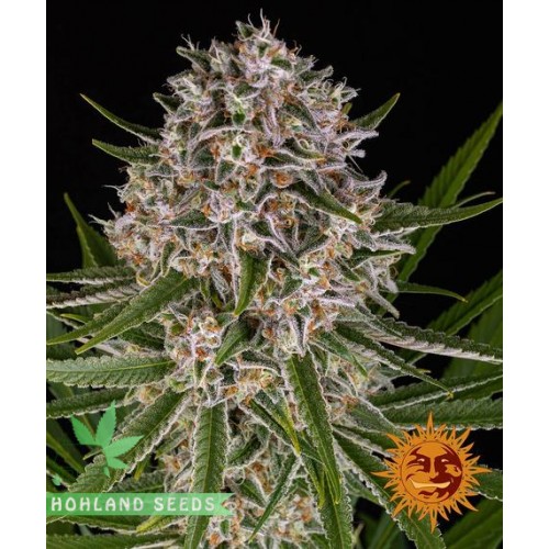 Lemon Haze Auto Lemon Haze Auto