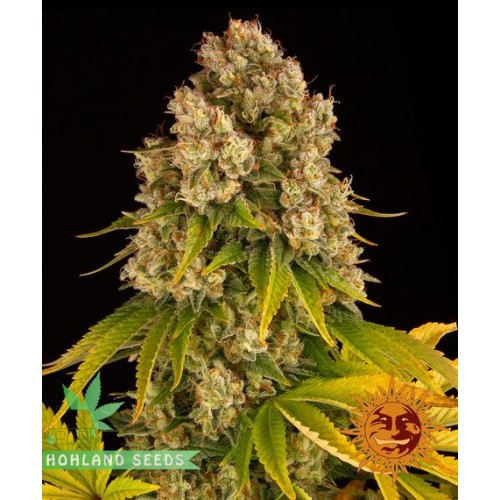 Cheese Auto