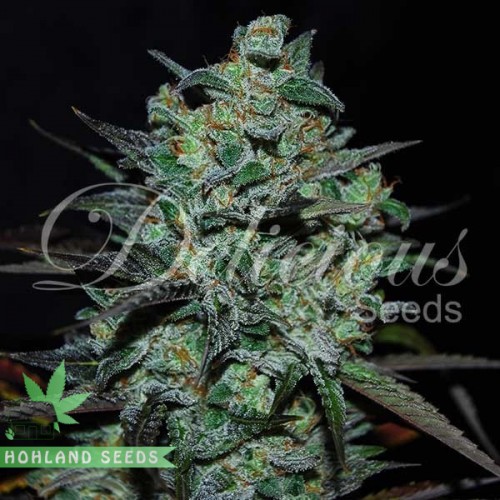 Northern Light Blue THC-Free