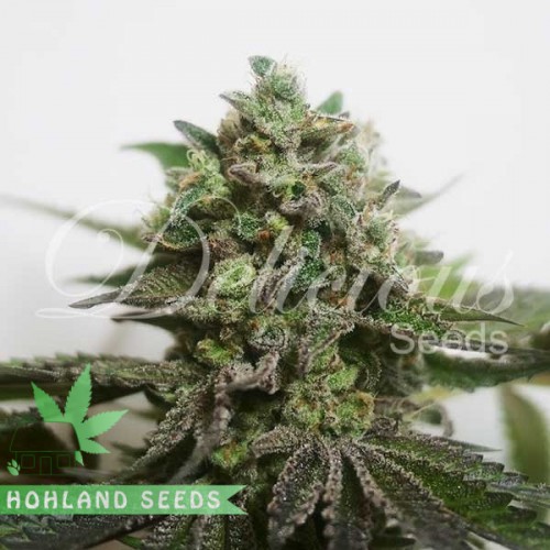 Delimed CBD Plus Delimed CBD Plus