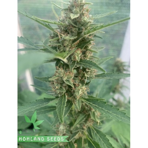 Auto Glueberry O.G.