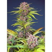 Mimosa Bruce Banner XL Auto Mimosa Bruce Banner XL Auto