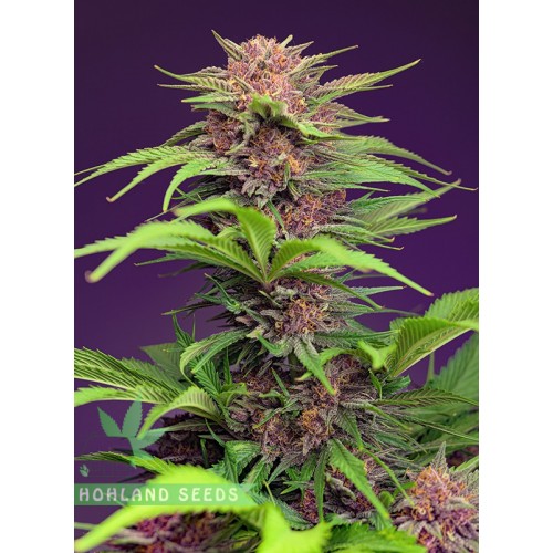Red Mimosa XL Auto