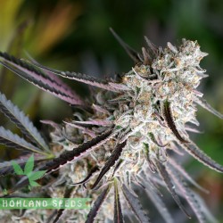 Peanut Butter Breath Fast Flowering