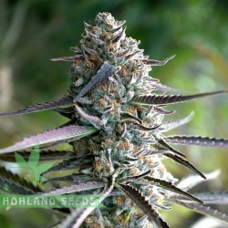 Runtz Fast Flowering