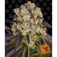 Purple Punch x Lemon Drizzle Purple Punch x Lemon Drizzle