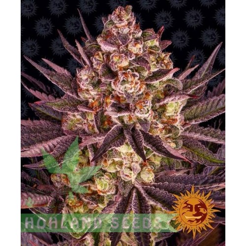 Biscotti Mintz Biscotti Mintz