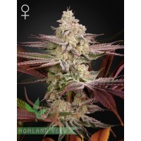 Chemical Bride Chemical Bride