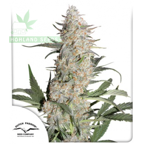Critical Orange Punch