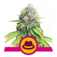 OG Kush OG Kush