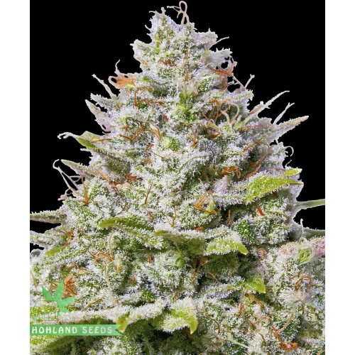 Blue Gelato 41