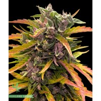 Gorilla Glue Auto Gorilla Glue Auto