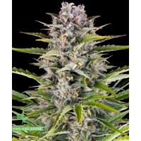 Gorilla Zkittlez Auto