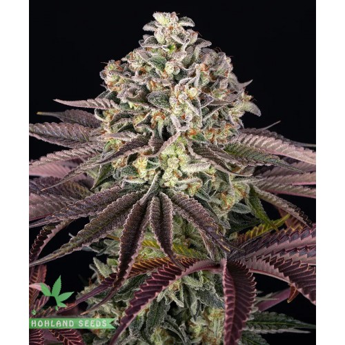 GrandDaddy Purple