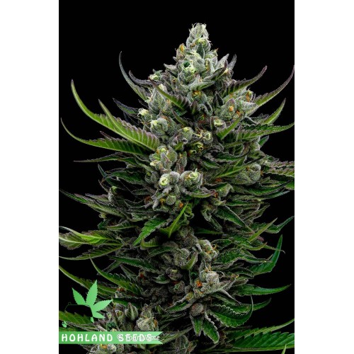 All Gas OG