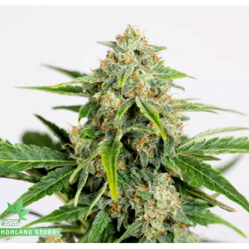 Amnesia CBD Pure Auto Jane Auto