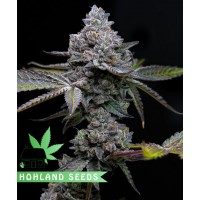 Apple Fritter Apple Fritter