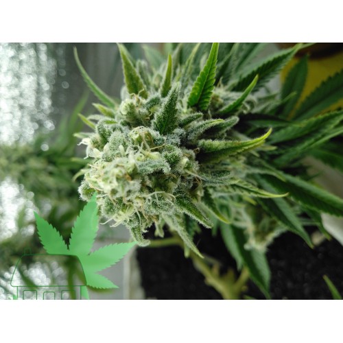 Bruce Banner Auto