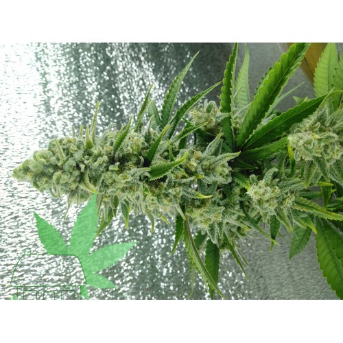 Bruce Banner Auto