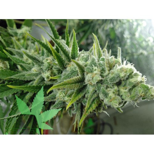 Bruce Banner Auto