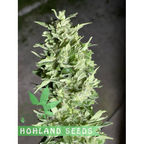 Bruce Lemon Diesel Auto Bruce Lemon Diesel Auto