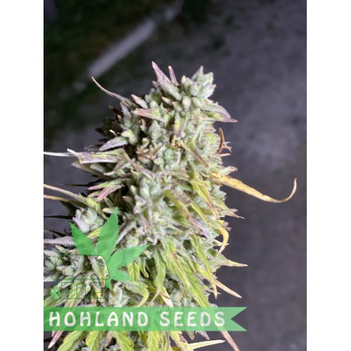 Bruce Lemon Diesel Auto Bruce Lemon Diesel Auto