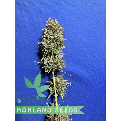 Bruce Lemon Diesel Auto Bruce Lemon Diesel Auto