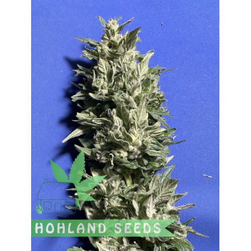 Bruce Lemon Diesel Auto Bruce Lemon Diesel Auto