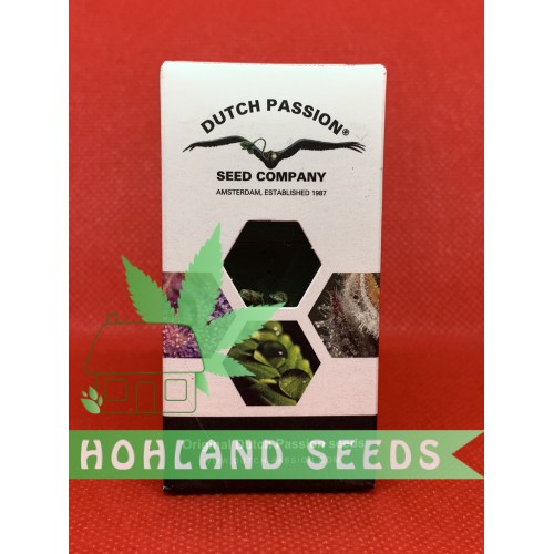 Auto Cinderella Jack Auto Cinderella Jack