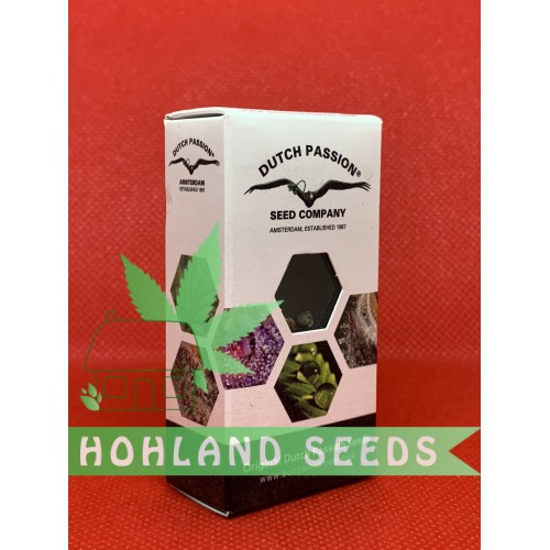 Auto Cinderella Jack Auto Cinderella Jack