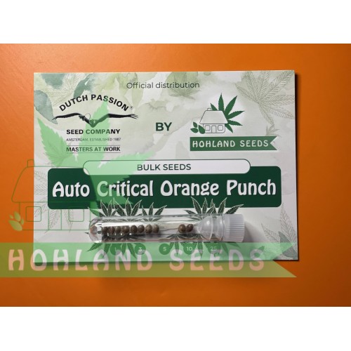 Auto Critical Orang Punch Bulk Seeds