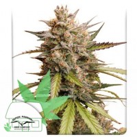 Auto Melonade Runtz Auto Melonade Runtz