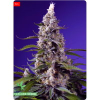 Banana Cream Cake XL Auto Banana Cream Cake XL Auto