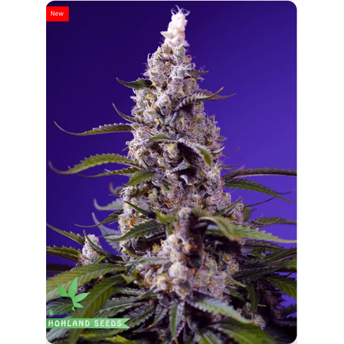 Banana Cream Cake XL Auto