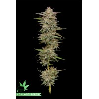 Banana OG Autoflower