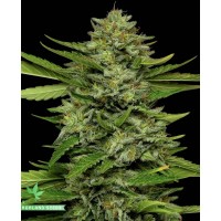 Bigfoot Glue