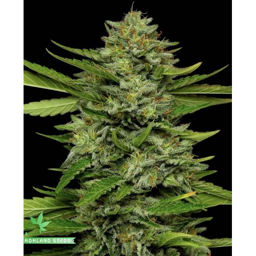 Bigfoot Glue