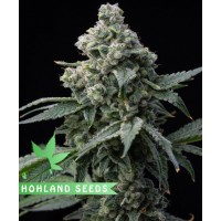 Bruce Banner Bruce Banner