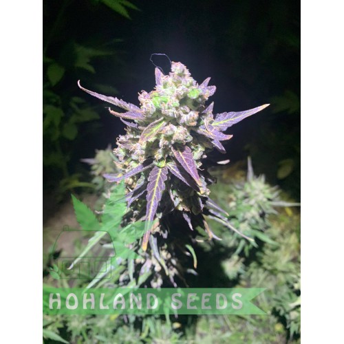 Bruce Lemon Diesel Auto Bruce Lemon Diesel Auto