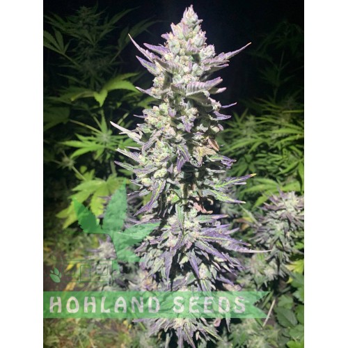 Bruce Lemon Diesel Auto Bruce Lemon Diesel Auto