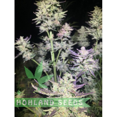 Bruce Lemon Diesel Auto Bruce Lemon Diesel Auto