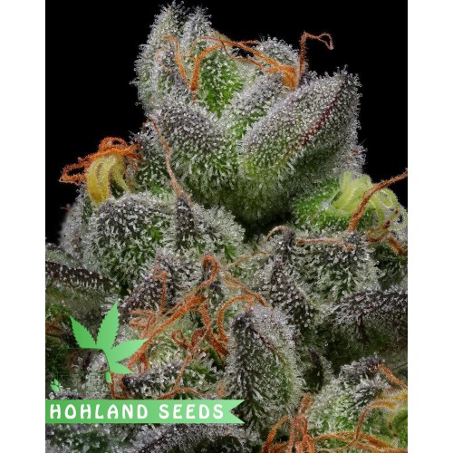 Cream Caramel Feminized Cream Caramel Feminized