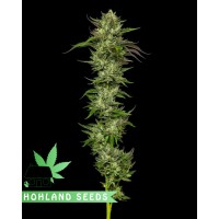 Collie Man Kush Collie Man Kush