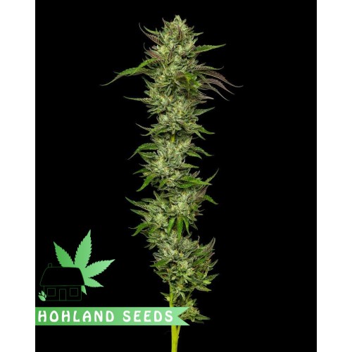 Collie Man Kush Collie Man Kush