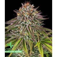 Critical Kush Critical Kush
