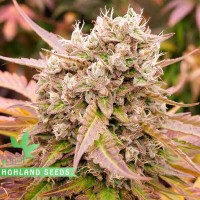 Dark Lemonade Auto