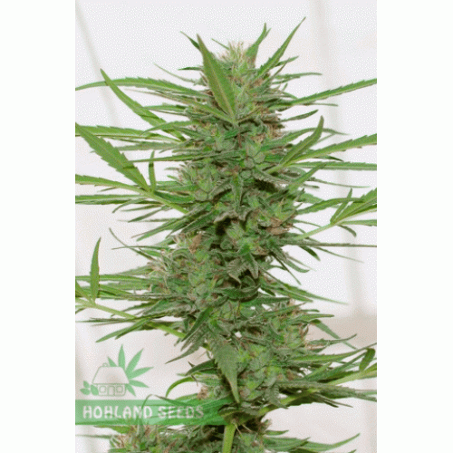 dr. Greenthumb’s Dedoverde Haze Auto dr. Greenthumb’s Dedoverde Haze Auto