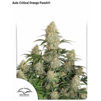 Auto Critical Orange Punch Bulk Pack Auto Critical Orange Punch Bulk Pack